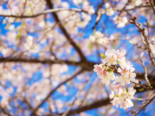 White Thai sakura branch in Chiangmai, Thailand