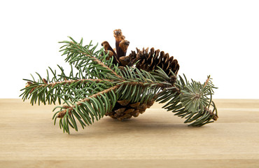 branch of fir-tree and cone