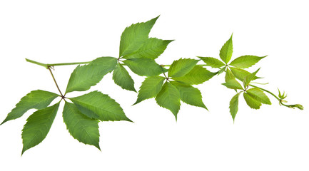 Fototapeta na wymiar leaves of vine