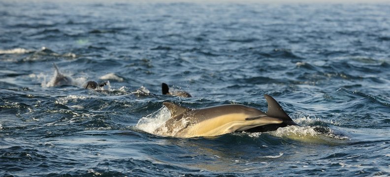 Group of dolphins, swimming in the ocean  and hunting for fish. The jumping dolphins comes up from water. The Long-beaked common dolphin ( Delphinus capensis) swim in atlantic ocean. South Africa
