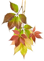 autumn leaves of vine