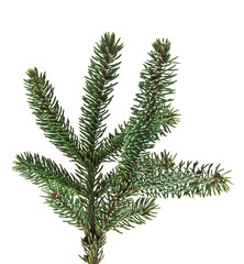 branch of fir-tree