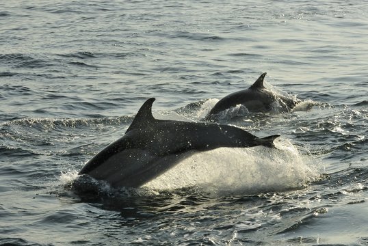 Group of dolphins, swimming in the ocean  and hunting for fish. The jumping dolphins comes up from water. The Long-beaked common dolphin ( Delphinus capensis) swim in atlantic ocean. South Africa
