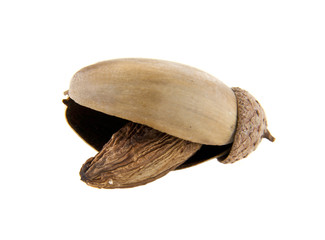 acorn