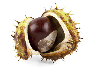 chestnut