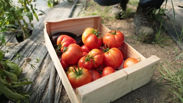 R&eacute;colte tomates cageot  