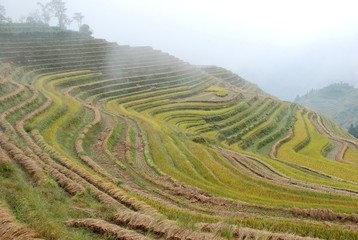 Fototapeta na wymiar The color fog rice terrace in autumn, China
