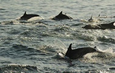 Fototapeta premium Silhouette of Dolphins, swimming in the ocean and hunting for f