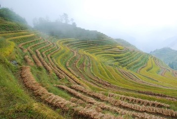 The color fog rice terrace in autumn, China