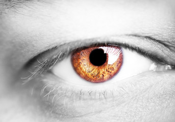 Fototapeta premium Image of a beautiful insightful look human eye