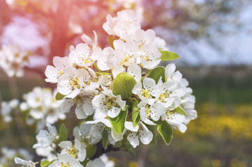 Blossoming of cherry flowers.