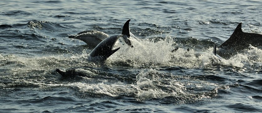 Group of dolphins, swimming in the ocean  and hunting for fish. The jumping dolphins comes up from water. The Long-beaked common dolphin ( Delphinus capensis) swim in atlantic ocean. 


