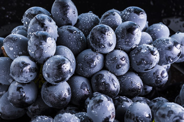 Ripe bunch of  blue grapes with shining water drops