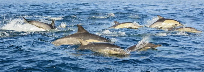 Papier peint photo Dauphin Groupe de dauphins, nageant dans l& 39 océan et chassant le poisson. Les dauphins sauteurs remontent de l& 39 eau. Le dauphin commun à long bec (nom scientifique : Delphinus capensis) dans l& 39 océan Atlantique.  © Uryadnikov Sergey