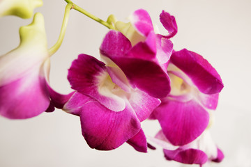 Purple Orchid Dendrobium