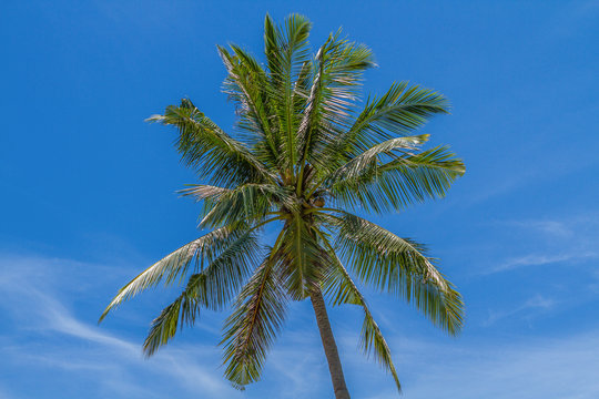 Palm tree in blue sky