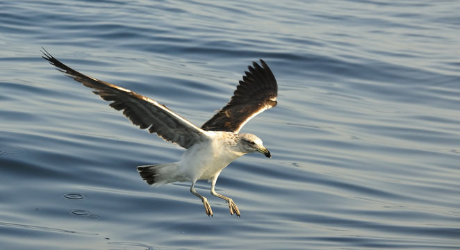 Juvenile kelp gull (Larus dominicanus), also known as the Domini
