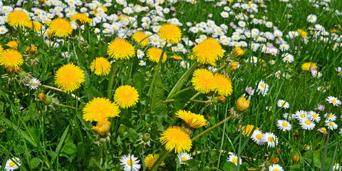 blumenwiese, gänseblümchen