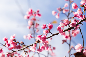 Fototapeta na wymiar cherry blossom, Chiang Mai, Thailand
