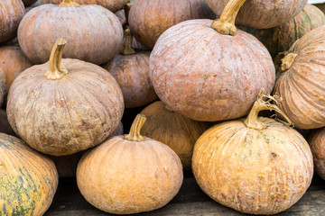 Bunch of pumpkins