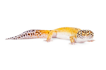 Leopard Gecko Looking Into Camera