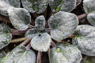 Wet leaves of african violets