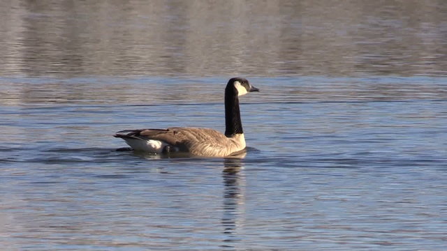 Canada Goose Swimming on Lake