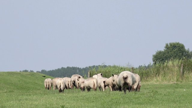 Sheep run away 