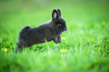 Little black rabbit jumping in the grass in summer © Rita Kochmarjova