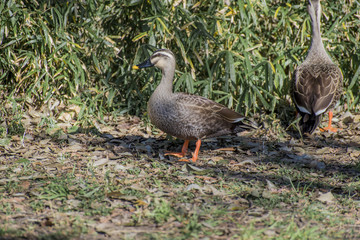 草むらを散策中のカモ、2羽