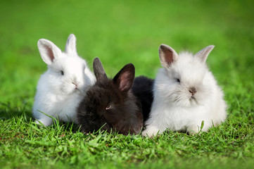 Group of three little rabbits