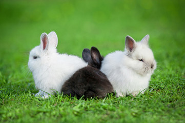 Funny group of three little rabbits