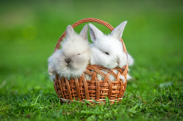 Two little rabbits sitting in the basket