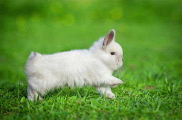 Little rabbit running outdoors in summer