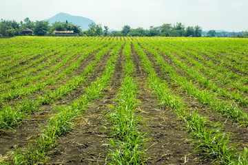Fototapeta na wymiar Sugarcane field in Thailand.