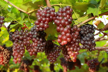 grapes in vineyard on a sunny day