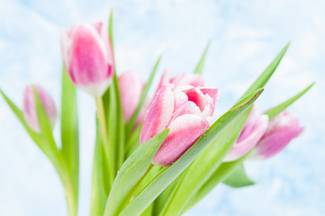 bouquet of fresh pink tulips for spring