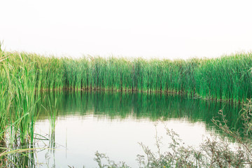 Fototapeta na wymiar Natural pond in Thailand