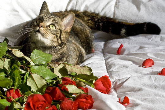 valentijn boeket  op bed door poes