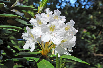 white rhododendron flowers