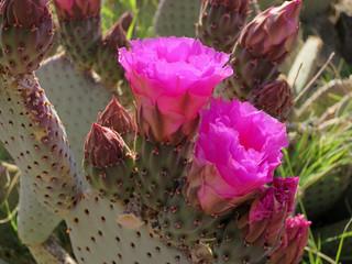 Flowering Beavertail Cactus