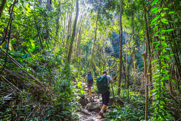 Obraz premium Tourists hiking in the deep jungle