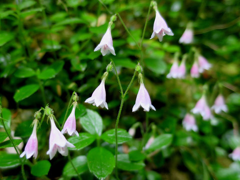 Twinflowers Up Close
