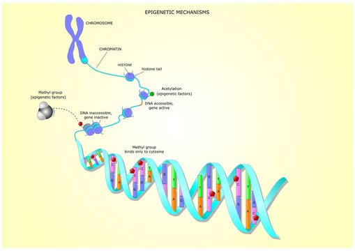 epigenetic mechanisms: the acetylation or methylation of dna can activate or not the gene transcription