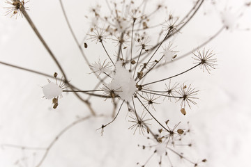 snowy seeds of the plant stem in winter