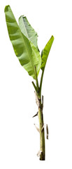 banana tree isolated on white background