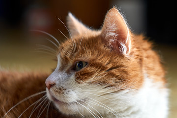 Portrait of a sad, white-red-haired European cat.