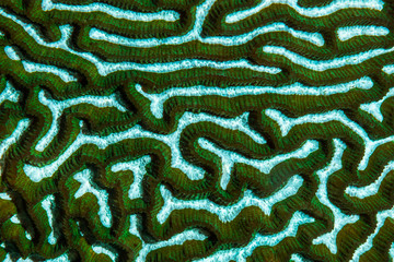 Fototapeta premium Brain Coral texture