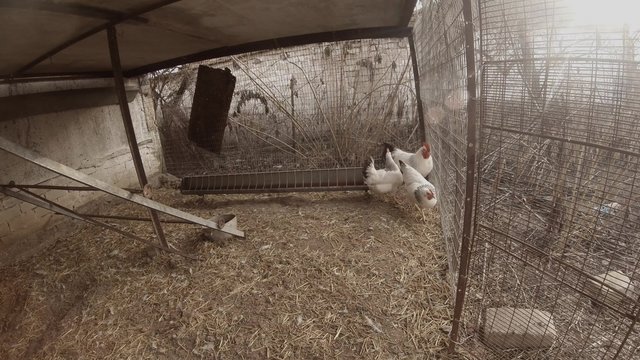 The Activity of The Chicken And The Rooster in The Henhouse During the Mating Season