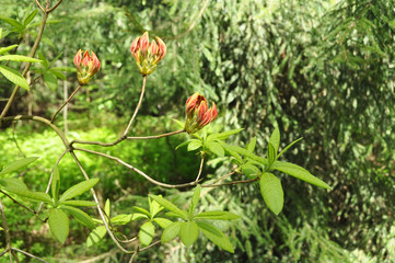 Obraz na płótnie Canvas rhododendron flower buds in the garden